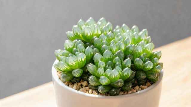 玉露