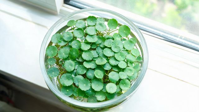 铜钱草