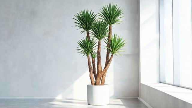 荷兰铁